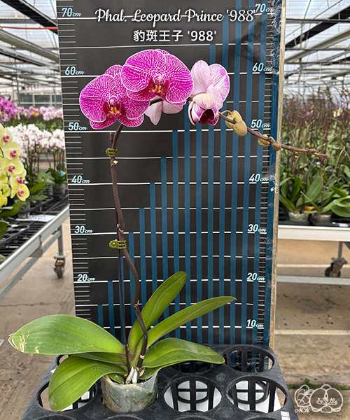 美琪園藝Miki Orchid - 品種詳細頁